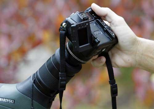 Иллюстрированный самоучитель по съемке цифровым фотоаппаратом › Фотографирование природы › Фотографирование птиц с использованием телескопа